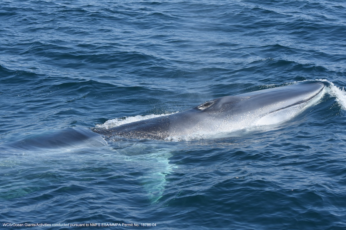 🐋 🌆🐋  A paper by #WHOI and <a href="/TheWCS/">WCS</a> in <a href="/SciReports/">Scientific Reports</a> shows that the New York Bight is important year-round habitat for endangered fin whales.

Celebrate #WorldWhaleDay! Learn more about this research: go.whoi.edu/fin-whales

📸 taken under NMFS ESA/MMPA Permit 18766-04
by WCS