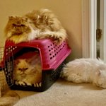 Photo by Jayne (@JaynePR)