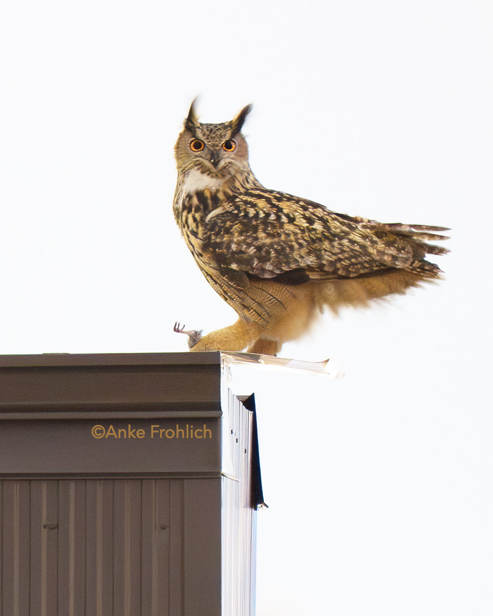 _AnkeFrohlich's tweet photo. Very cute Flaco 🦉💕 clutching his pigeon catch. 

#flaco #owl #nyc #birdcpp #birdwatching https://t.co/1wWuBSW1AK
