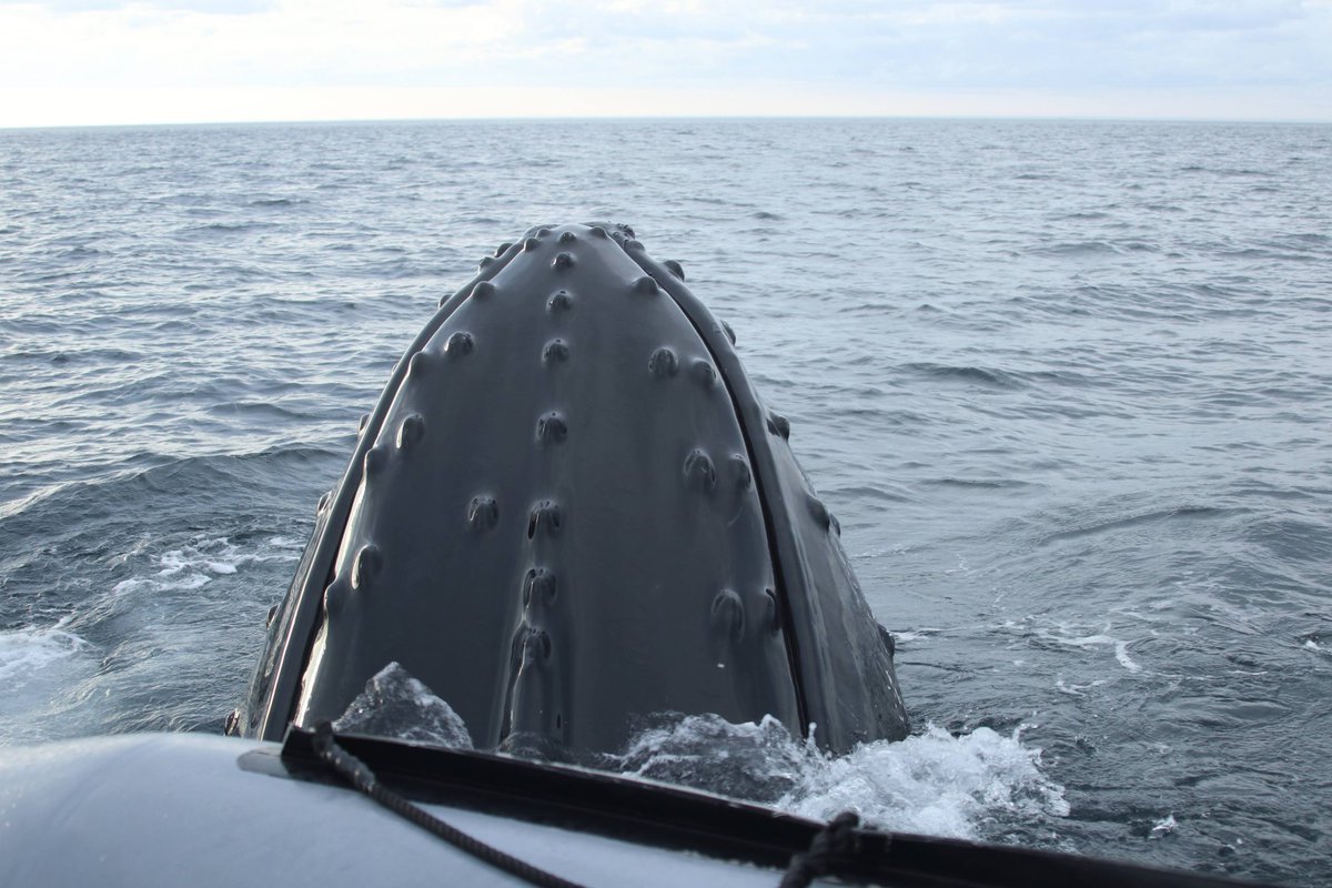diggerjones27's tweet photo. Grateful to live where I can watch these whales every summer. #WorldWhaleDay @seaofwhalesnl @WhaleTalesOrg @Nature_NL @NLtweets #humpback #spermwhale #trinitybay https://t.co/sUUEgZTyig