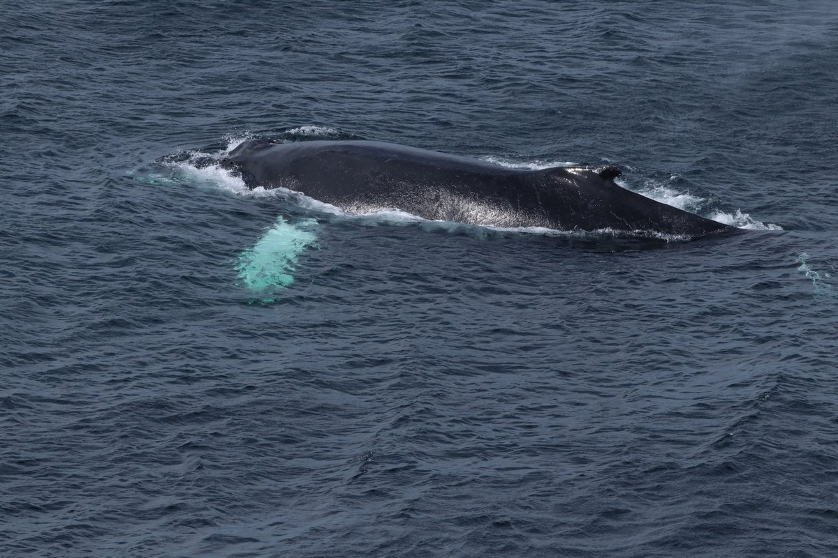 diggerjones27's tweet photo. Grateful to live where I can watch these whales every summer. #WorldWhaleDay @seaofwhalesnl @WhaleTalesOrg @Nature_NL @NLtweets #humpback #spermwhale #trinitybay https://t.co/sUUEgZTyig