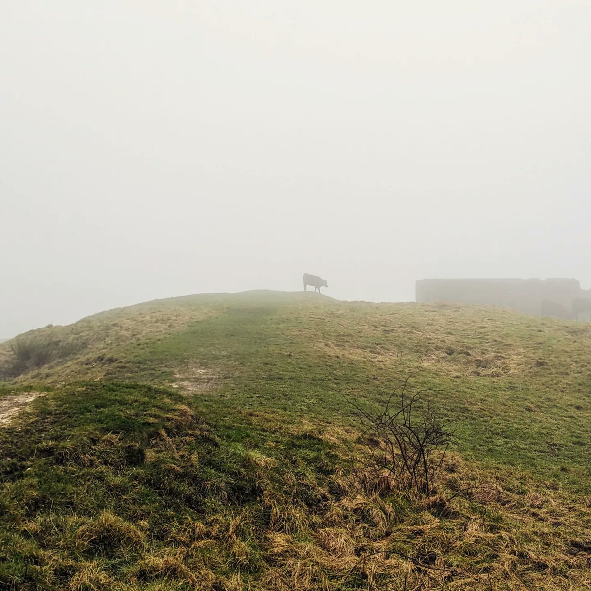 BrightonUniGeo's tweet photo. Weekend social trip up to explore Devil's Dyke just outside of Brighton! Despite the weather we learned a lot about the history and nature of the area thanks to our @nationaltrust guide, &amp; managed to elude the mysterious cow that stalked us through the mist... 🐄 https://t.co/YuMC9uQNWH