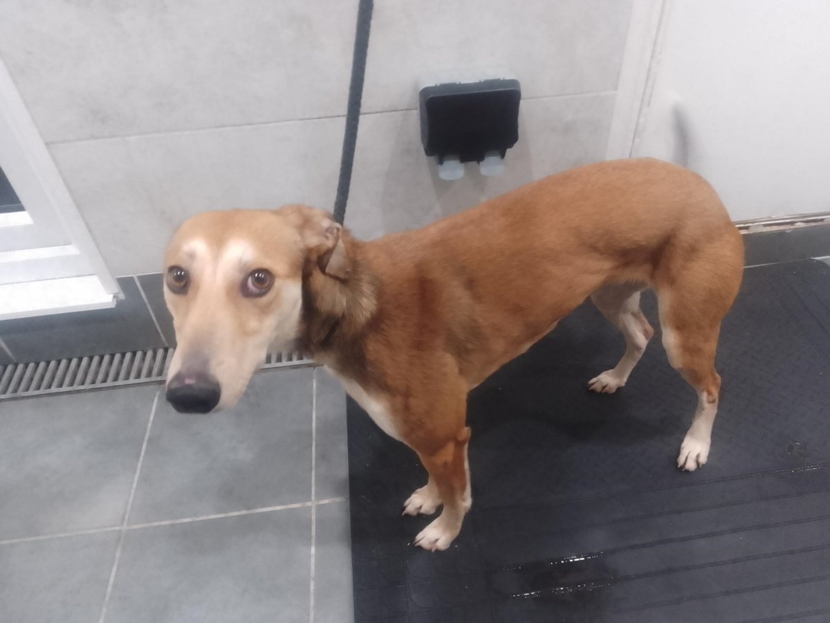 AdoptionsUk's tweet photo. Please retweet, too many dogs are ending up in council pounds and at risk of euthanasia because they are not chipped or the chip is not registered #UK 
⚠️The law requires that all puppies MUST be chipped by a breeder by the age of 8 weeks and BEFORE they are sold. 
The buyer then needs the microchip number and to know which database was used to add his own details to the chip. 
⚠️ If a breeder is selling a dog and can't give the chip and database details, walk away and report to their local council's licensing department, RED FLAG!! 
⚠️When a vet implants a chip, the owner then needs the chip number and database used so he can add his details to the chip. Vets don't normally add the owners details.  
⚠️All dog owners are required to chip a dog by 8 weeks old... the fine for not chipping your dog is £500. at-microchipped…....  
Dog below, female Lurcher, found #DUNSTABLE #BEDFORDSHIRE 12 Feb,  now in a council pound, no chip, needs a rescue space 🆘 
#dogs#puppies#puppy 
#AdoptDontShop #ThisMorning
@thismorning @GMB #Cats #pets @LurcherSOS @EGLR1
 @DeborahMeaden @ConservativeAWF @andreajenkyns @MissingPetsGB @JusticeforRegg1 @DogLostUK @BritishVets @DefraGovUK @SteveBarclay @UKLabour @TheKennelClubUK @RSPCA_official