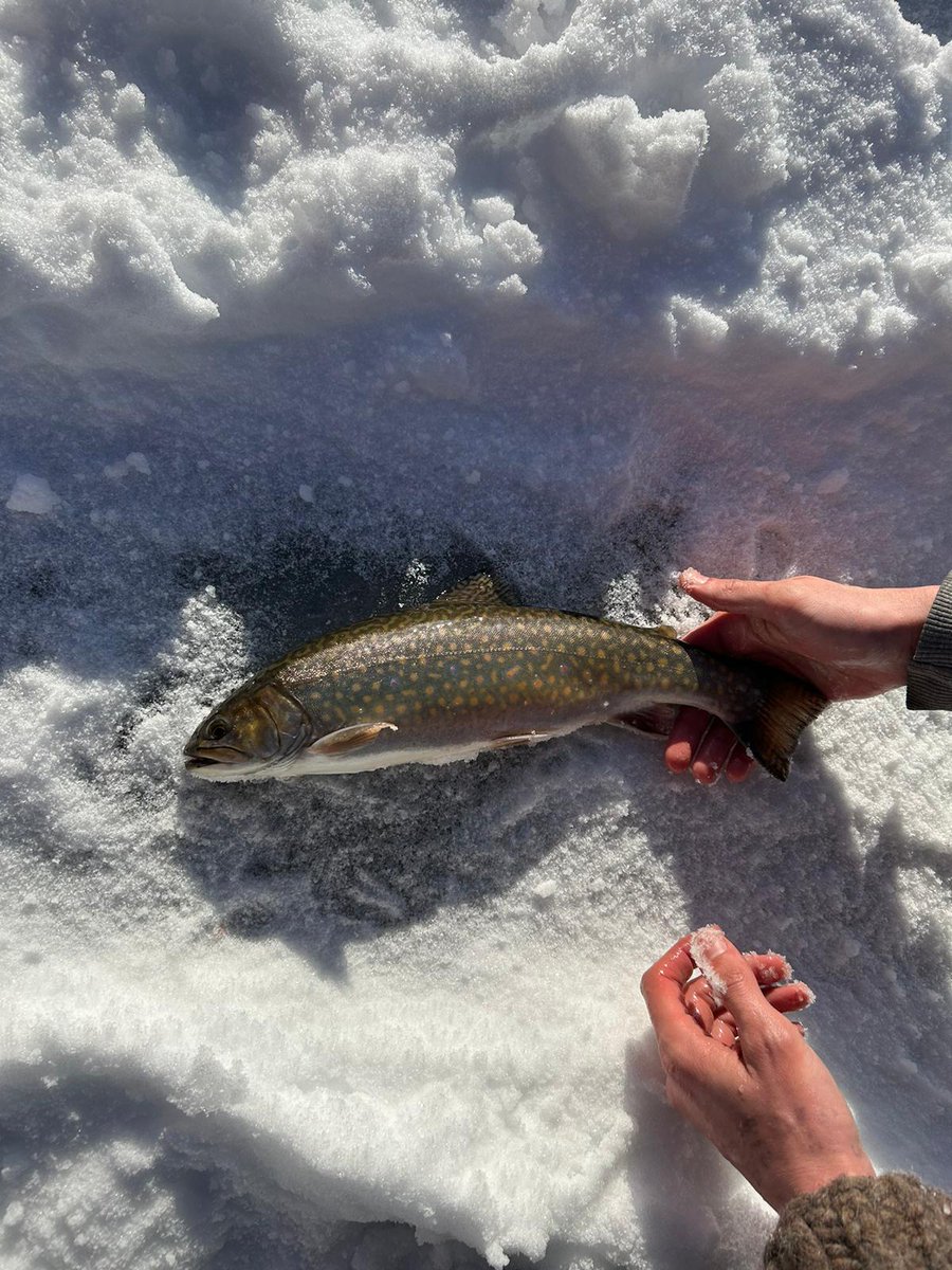 Demon_Realms's tweet photo. Another day another trout https://t.co/NFOCRU4kG1