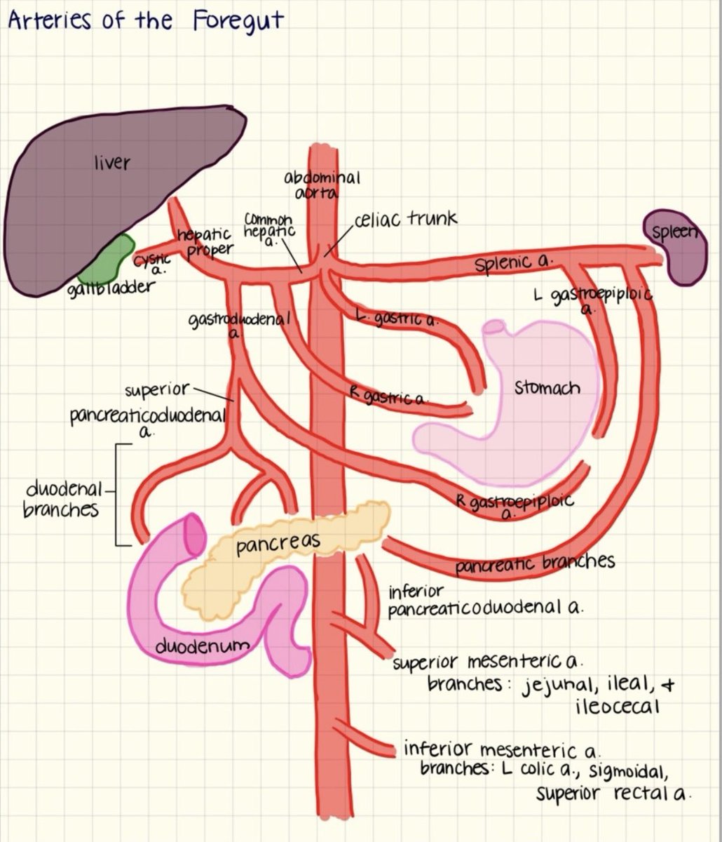OGdukeneurosurg's tweet photo. Abdominal Aortic blood supply to foregut by great minimum https://t.co/HIRywRZnje