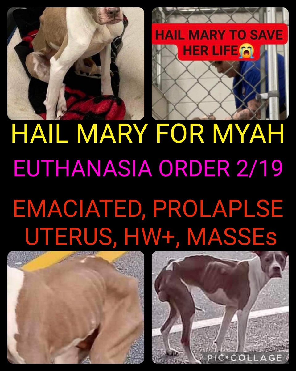 carawil17888192's tweet photo. HAIL MARY❗️
BEING EUTHANIZED 2/19
RESCUE ONLY

MASSES, EMACIATED, HW+, PROLAPLSE UTERUS

A shelter worker went into Myah's kennel when she saw her so defeated. Myah sat depressed and whimpering
Ac #A1548
Rockdale County Ga.

#rescue #adopt  #dogs #deathrowdogs   #deathrow https://t.co/tPk6sxeQGv