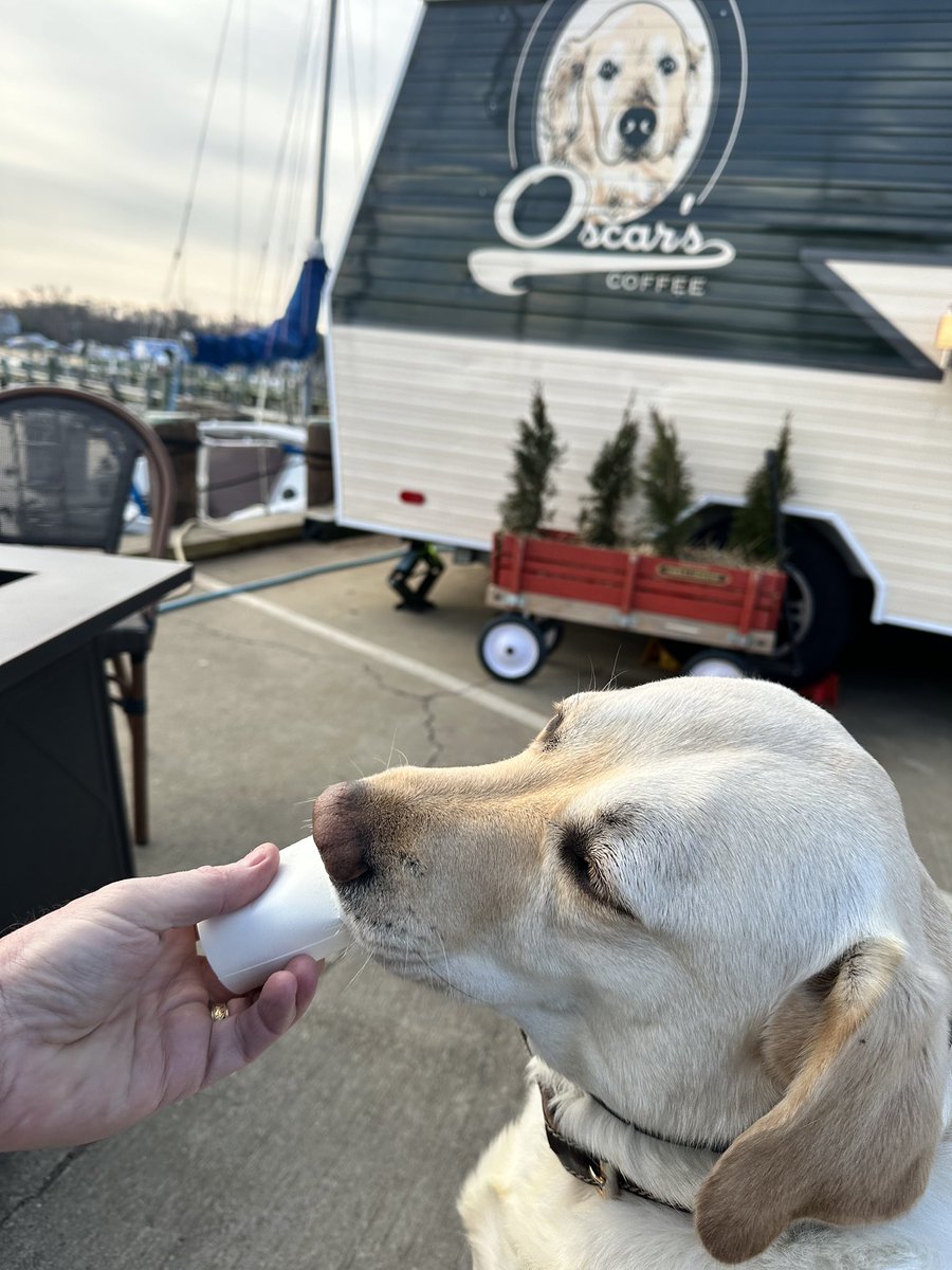 One happy pup with a #pupcup #sundayvibes. <a href="/OscarsCoffee/">Oscar's Coffee</a> #labrador