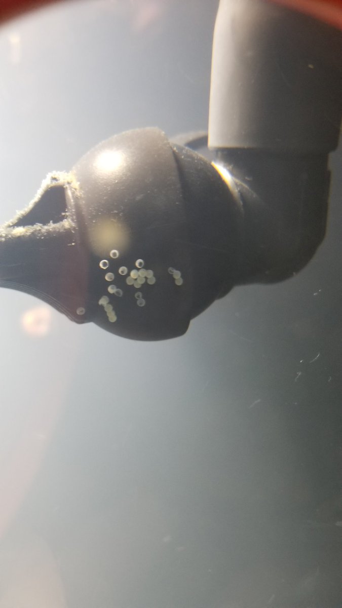 dumnat's tweet photo. Je trippe ben raide quand je vois des oeufs de #Corydoras dans mon aquarium! 😍 https://t.co/MJZg8OQgZd