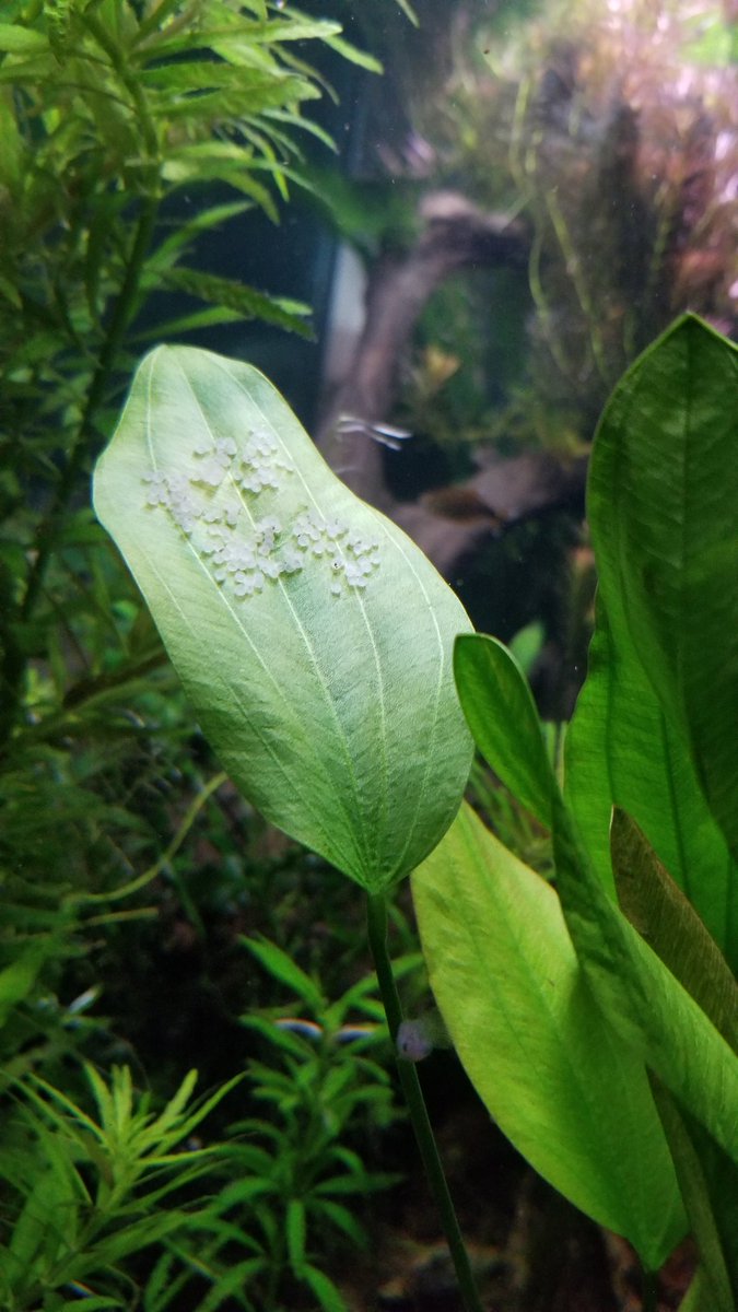 dumnat's tweet photo. Je trippe ben raide quand je vois des oeufs de #Corydoras dans mon aquarium! 😍 https://t.co/MJZg8OQgZd