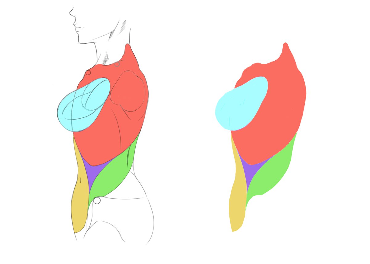chest