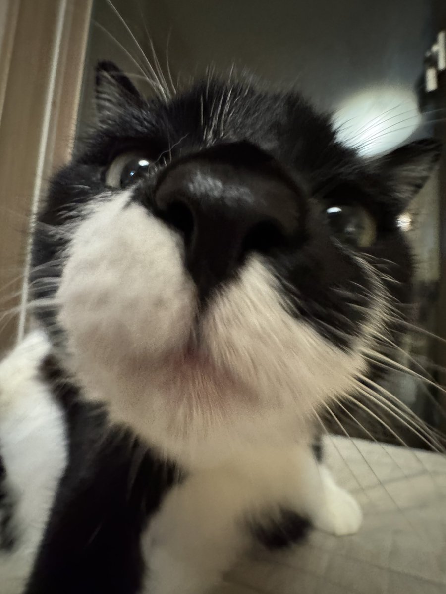 고양이 못생기게 찍을랬는데 실패하고
웬 강아띠가 나옴 😅