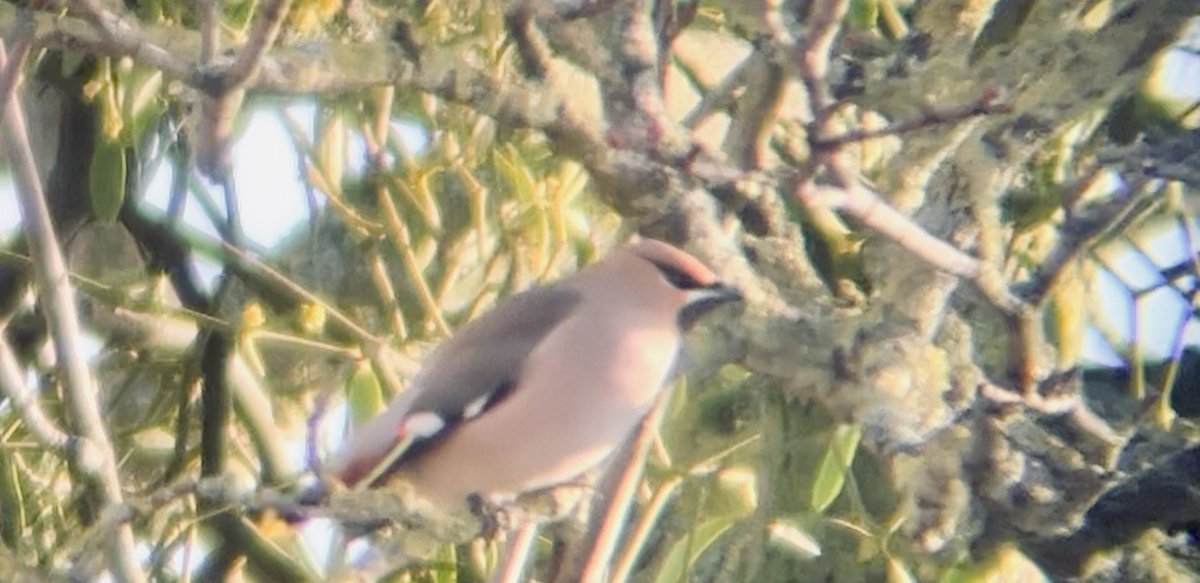 Gail_Wayman's tweet photo. Not the usual visitors I can see from my garden! #waxwings https://t.co/IcXr39W5X7