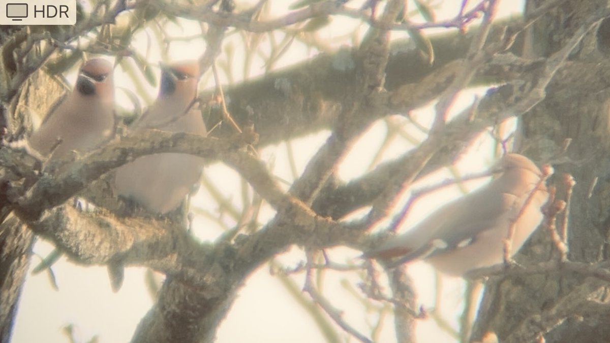 Gail_Wayman's tweet photo. Not the usual visitors I can see from my garden! #waxwings https://t.co/IcXr39W5X7