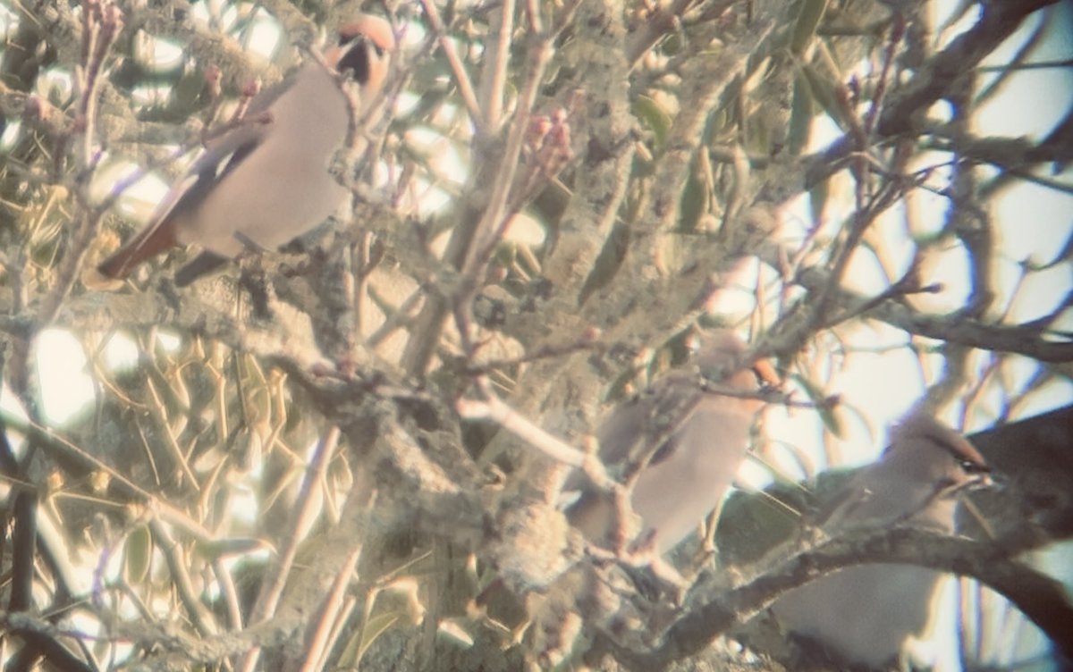 Gail_Wayman's tweet photo. Not the usual visitors I can see from my garden! #waxwings https://t.co/IcXr39W5X7