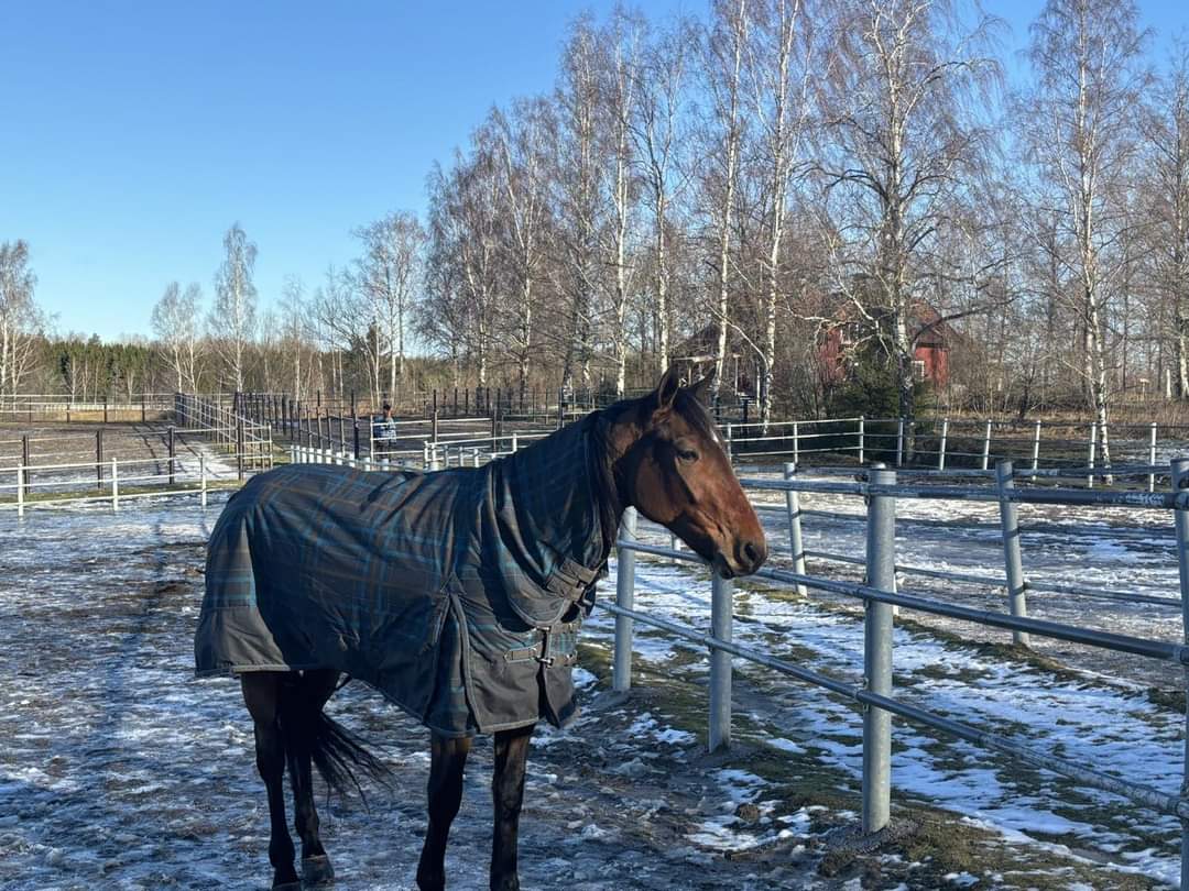 Cashfan78's tweet photo. Facetime Dream i luftegården hos Timo Nurmos. 😍😍
#andelshest https://t.co/DewmVSCy6u