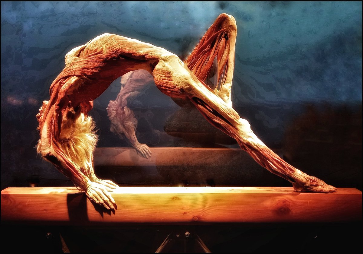 k_pawlowska's tweet photo. #JustNow
#AfternoonTrivia
“Life isn't about finding yourself. Life is about creating yourself.” -G.B.Shaw
I have just seen increadible "The BODY WORLDS" exhibition from the VITAL series ... and I'm impressed 🤩
#BodyWorldsExhibition #Vital
#AmberExpo https://t.co/FV98KGSiqT