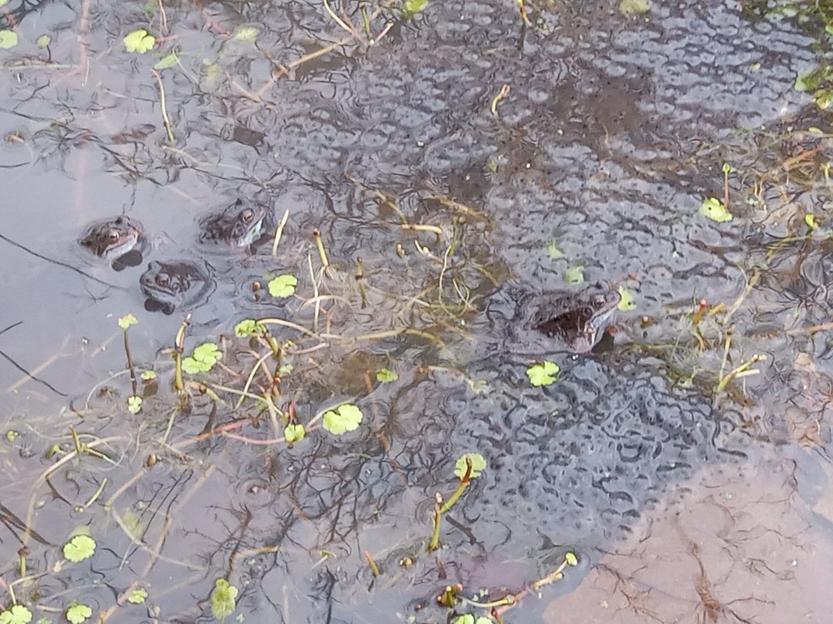 Froggies been a courting in my pond.
#Frogs
#nature