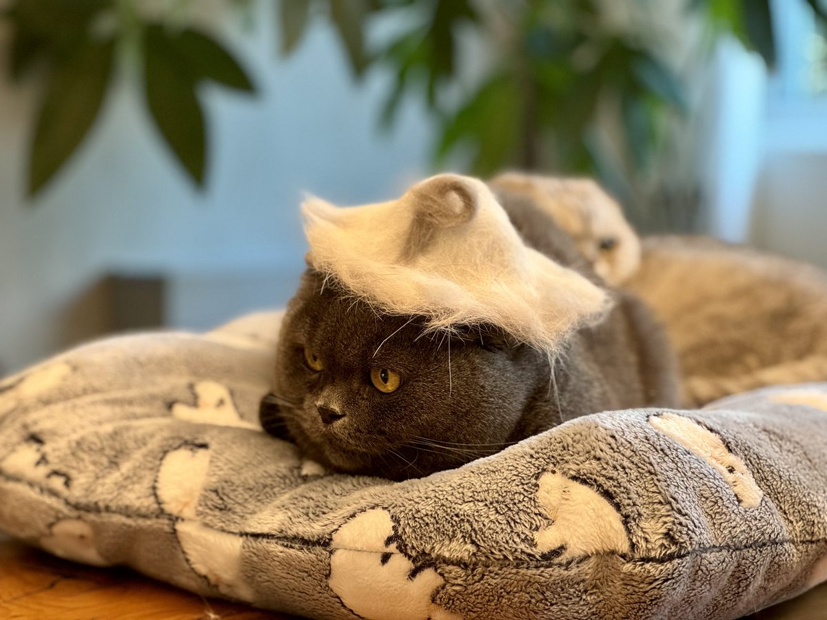 aniratachekate's tweet photo. Me and my cats are huge @Persona_Journey fans ☺️

Hope you enjoy my hand made fur hat with a 🅿️ logo 😹

🅿️ush 🅿️ersona 🏋️‍♀️🔥🚀

@HanaPersona_ @SpikePersona https://t.co/mC5hPdmlXe