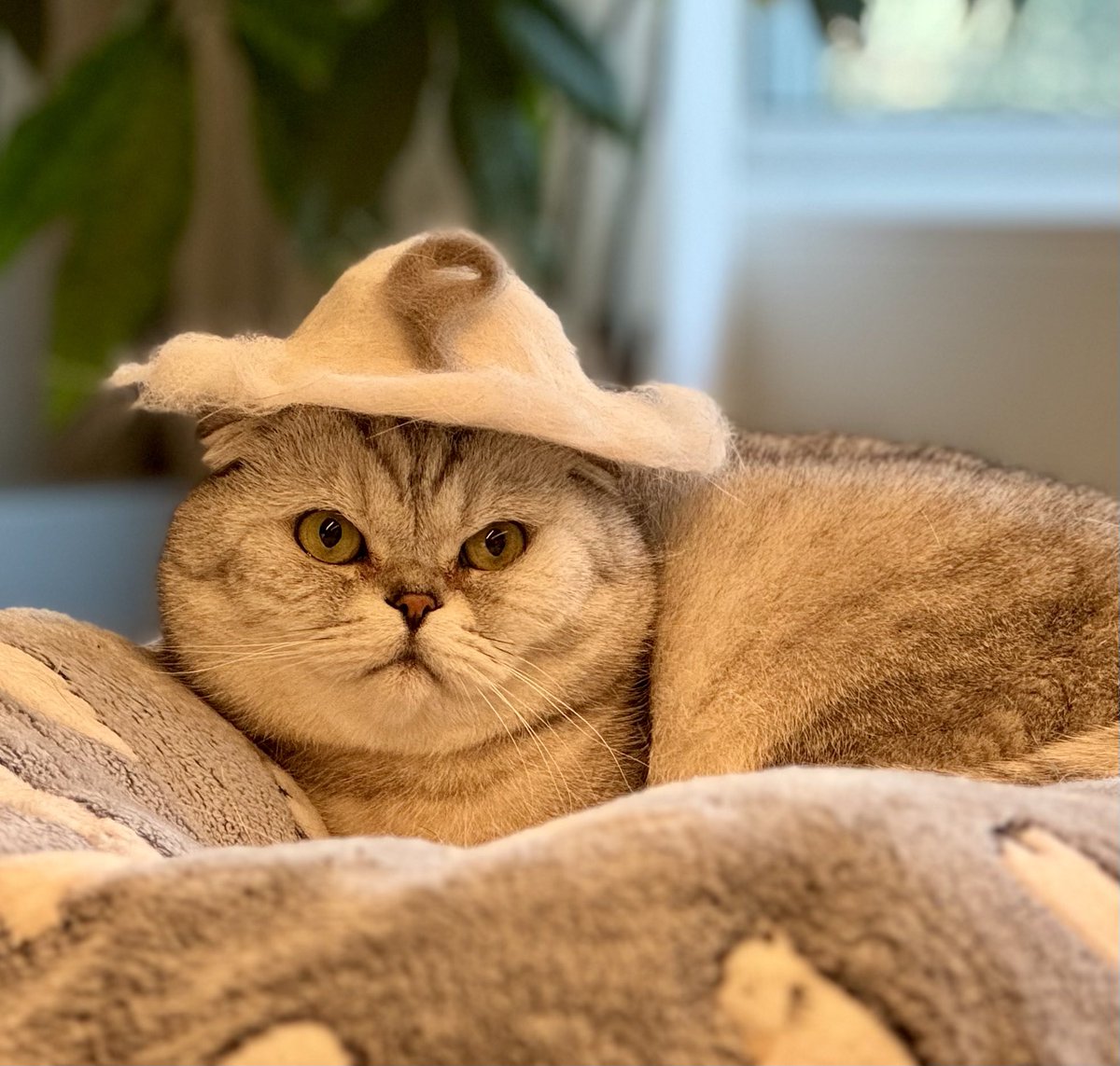 aniratachekate's tweet photo. Me and my cats are huge @Persona_Journey fans ☺️

Hope you enjoy my hand made fur hat with a 🅿️ logo 😹

🅿️ush 🅿️ersona 🏋️‍♀️🔥🚀

@HanaPersona_ @SpikePersona https://t.co/mC5hPdmlXe