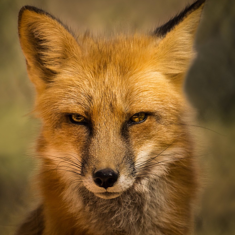 Late afternoon on Sunday. Old Fox had scrubbed the oak table in the kitchen and placed a vase of the first daffodils in the centre. He sat down on a chair by the range and poured himself a little snifter of Coltsfoot Wine for his chest. The rain had stopped for a little while and