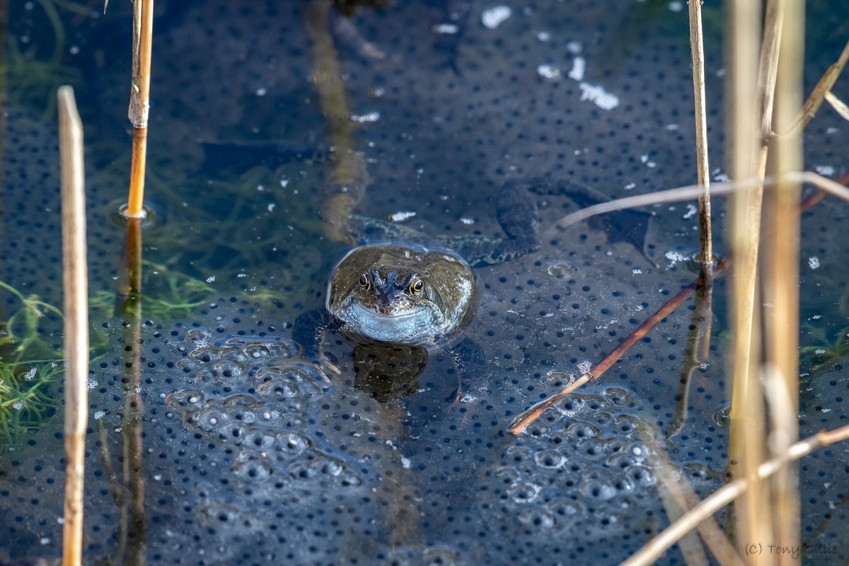 🐸We have frogspawn!🐸 Five days after we spotted the first movements in our ponds, today we have around three dozen very lively frogs and lots of frogspawn! About five or six days earlier than usual for this site. #SpawnWatch #SpawnSurvey #SignsOfSpring #OX3