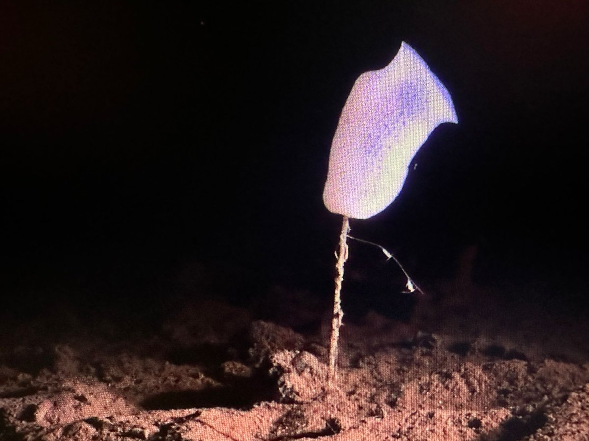 #smartexccz day 12: not much going on at the surface of the CCZ. The wonders of #biodiversity are on the sea floor 4,000m beneath us.  #deepsea #lifeofanacademic <a href="/CMBB_HWU/">CMBB Heriot-Watt Uni</a> <a href="/HWU_EGIS/">Heriot-Watt EGIS</a> markhartl.hw.ac.uk