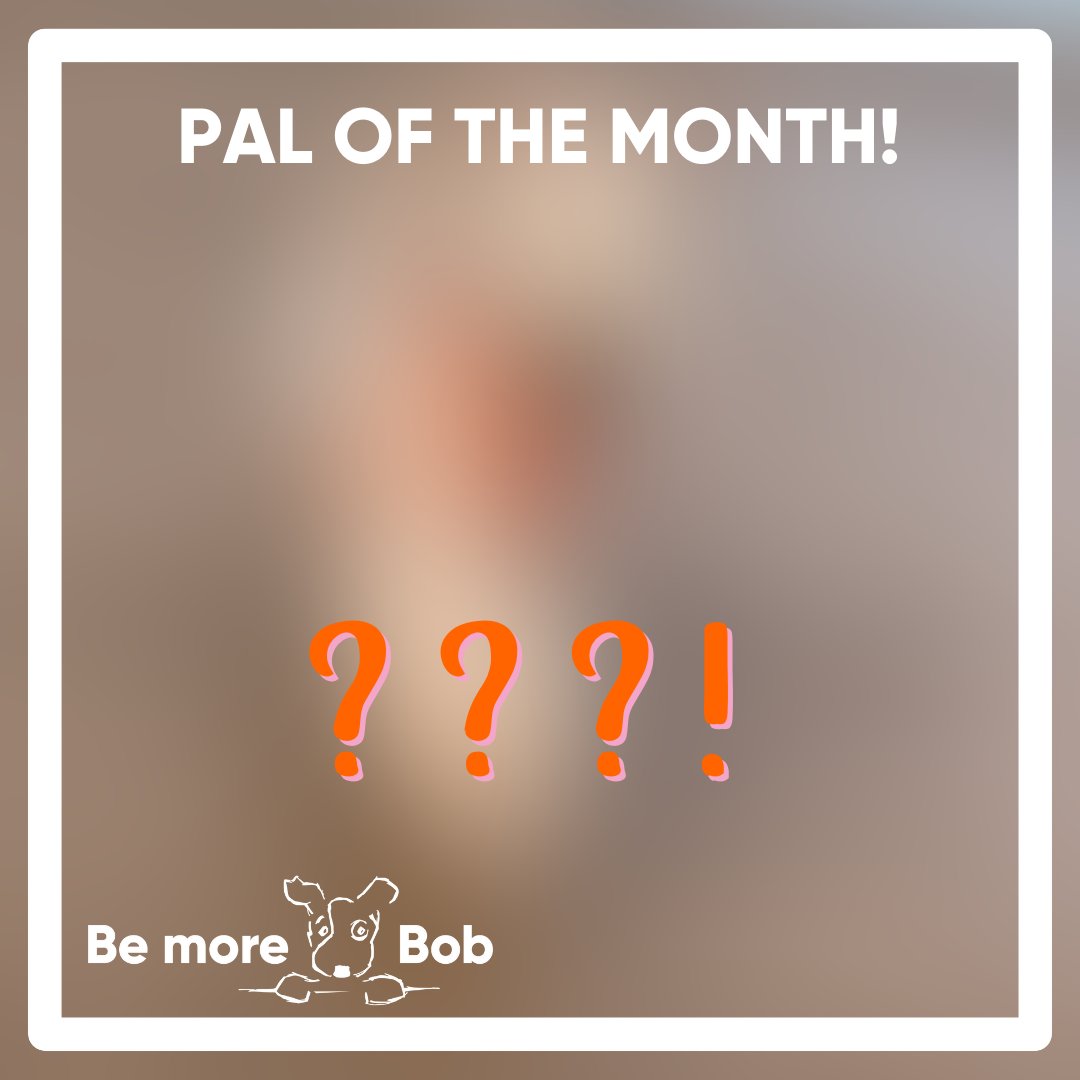 bemorebob2's tweet image. *Noucement!* pawchase something from my webby, tag me on socials &amp;amp; be in with a chance of being my PAL OF THE MONTH!
Check out my webby to see if it's you this month!
Let me know if you see yourself &amp;amp; I'll send you a voucher!
bemorebob.co.uk
#PalOfTheMonth #BeMoreBob