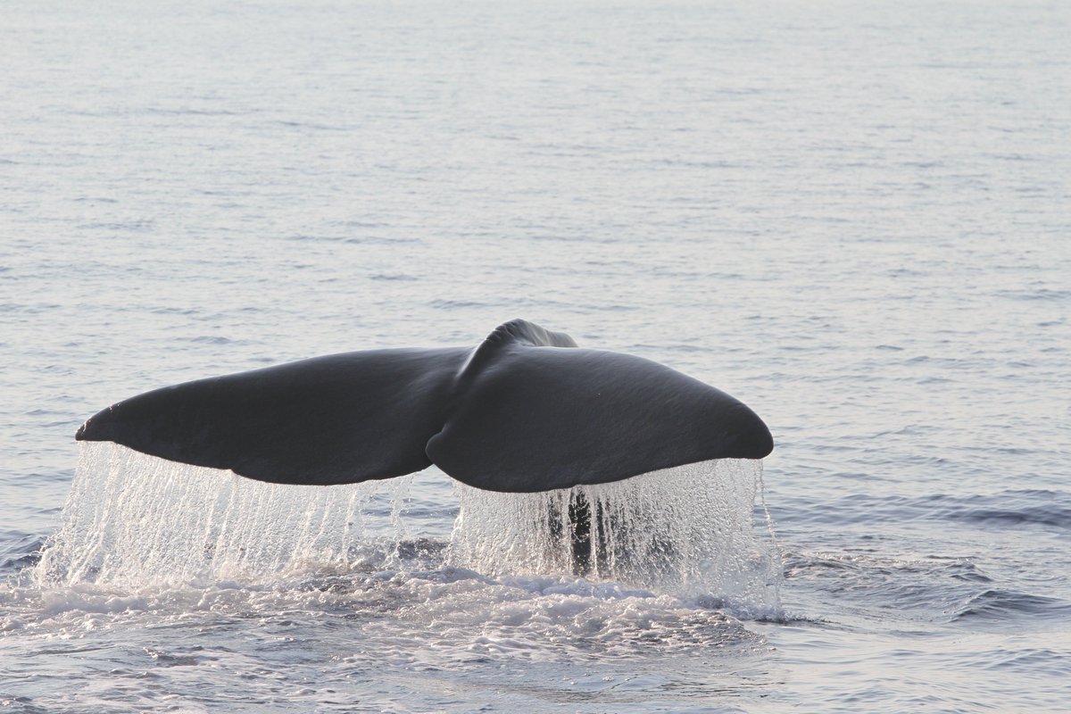 Bugün Dünya Balina Günü! 
Bu özel günü, seferlerimiz sırasında gözlemlediğimiz Akdeniz'in güzeller güzeli balinalarından kareler paylaşarak ve koruma çalışmalarının önemini hatırlatarak kutluyoruz! 🐳💙
#Gagalıbalina #Kaşalot #İspermeçetBalinası 
#DünyaBalinaGünü #WorldWhaleDay