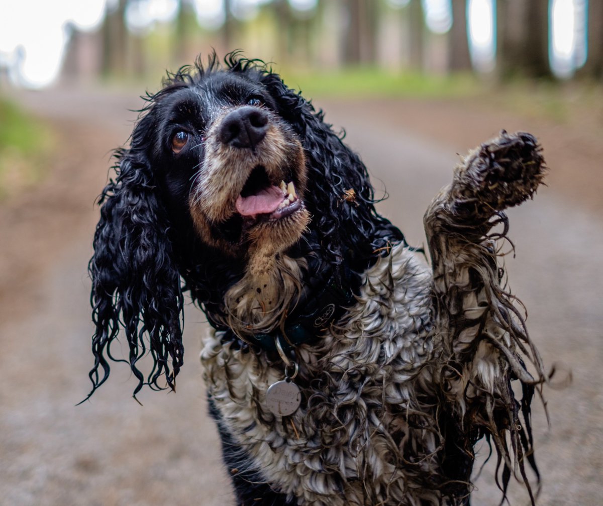 WuffiesUK's tweet photo. Need more shampoo to wash away the weekend mud? 🐶

Our pampering range has everything you need from brushes, medicated shampoos and loads more https://t.co/8MlU1bLXcy

#muddydogs #adventure #dogs #dogslife #bathtime https://t.co/vzdqorpbKV
