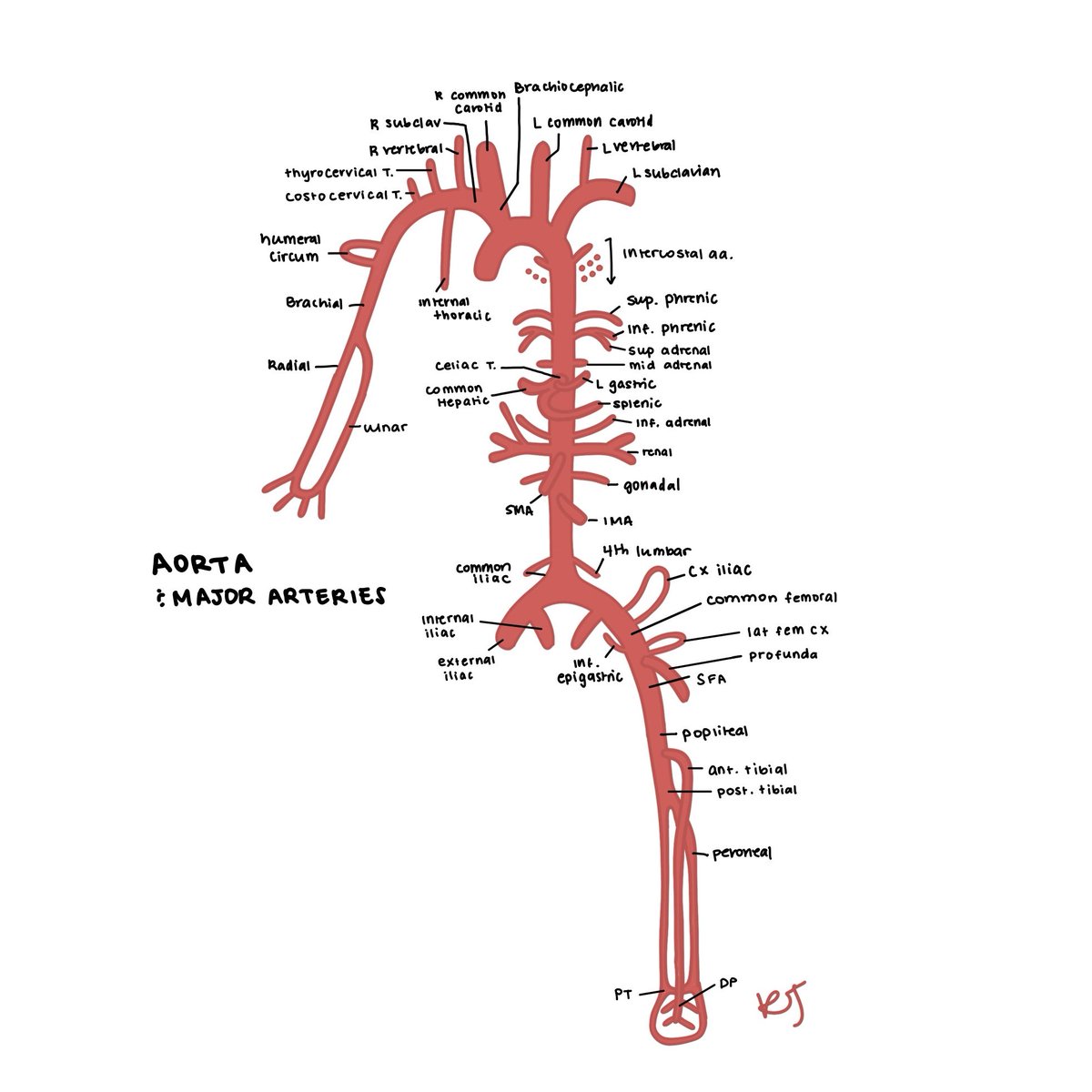 A schematic drawing I created back in my vascular surgery rotation. Drew this multiple times until it was etched in my brain for good.