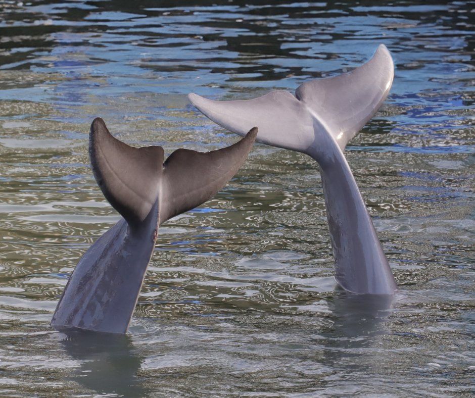 The adorable tail flukes of Ranger and Pandora🐬🐬