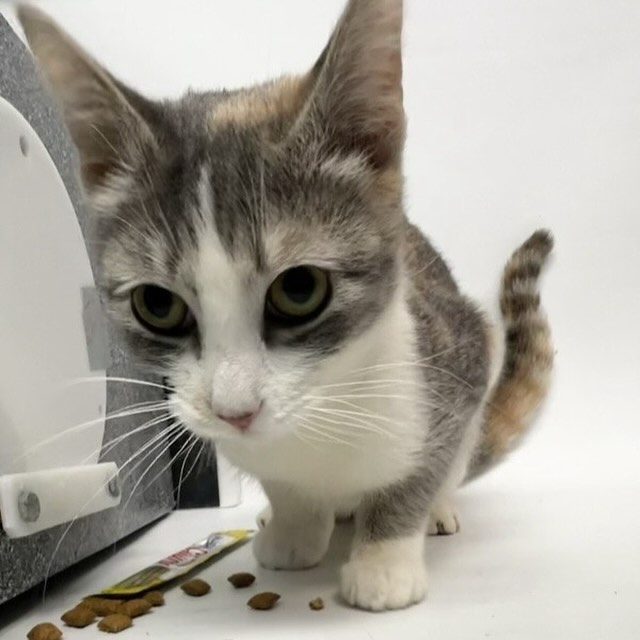 🆘🆘 for Quinn 1 yo 🆘🆘
In Brooklyn ACC

🚨 Medical Priority 🚨 Very Urgent 🔥🔥

Recommend amputation of RFL with histopathology to r/o bone cancer

Please RT or pledge if you can to save her life 😿💔🙏 Thank you

nycacc.app/#/browse/193717