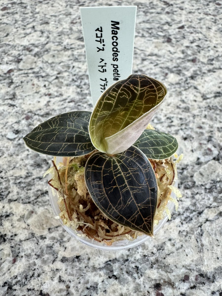 levis416's tweet image. ブラックタイプ、いい!!  #マコデスペトラ　#ジュエルオーキッド　#nativeforest