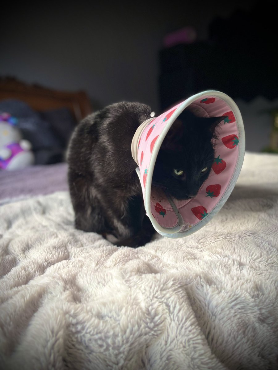 The cone of shame was too uncomfortable for Ivar the cat. But the watermelon neck pillow did the trick! 

#cat #cats #watermeloncat #watermelon #blackcat #blackcats #cutethings #yummypussy