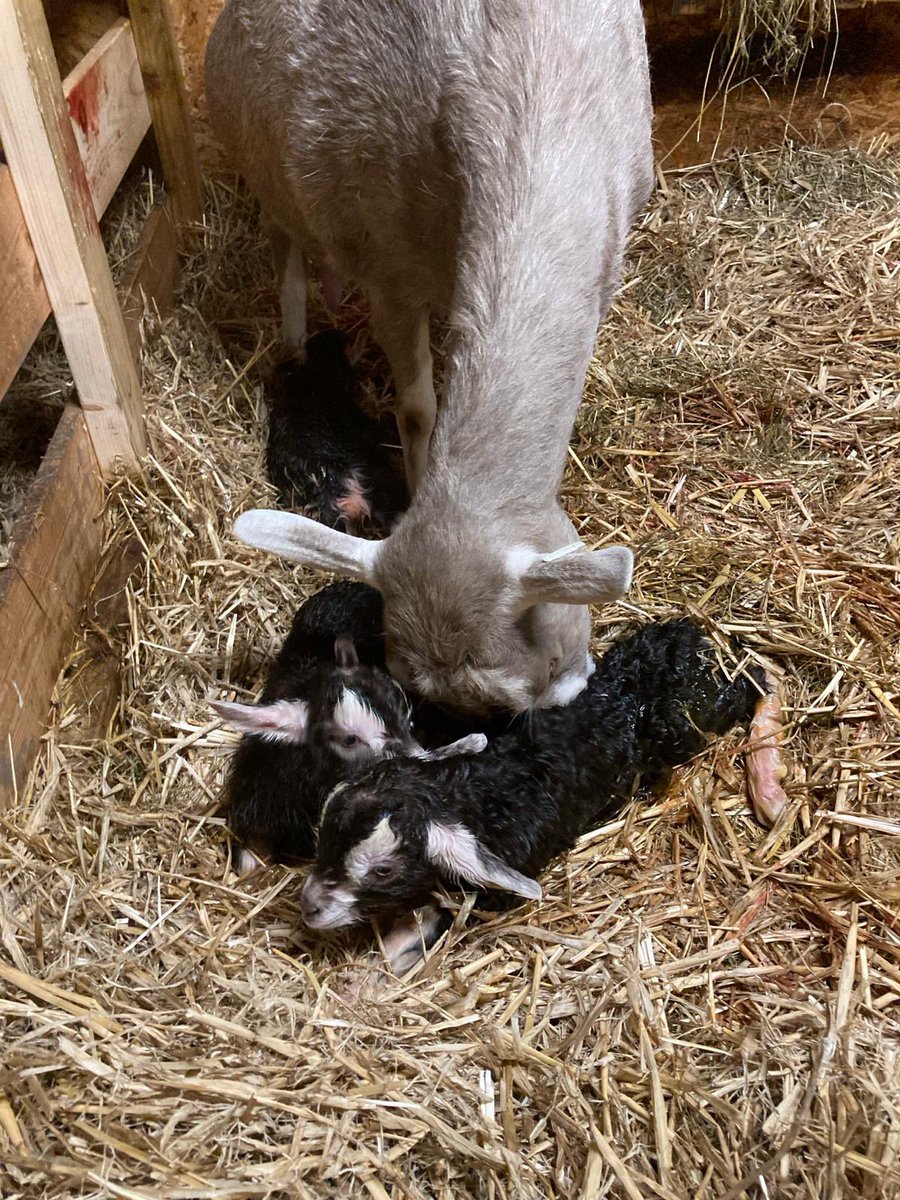 anniepemble's tweet photo. Triplet boys from my lovely Clem this year. Not ideal. After a hand from the vet to untangle them, they’re all doing well 🩵 https://t.co/kXB8yv5x3E