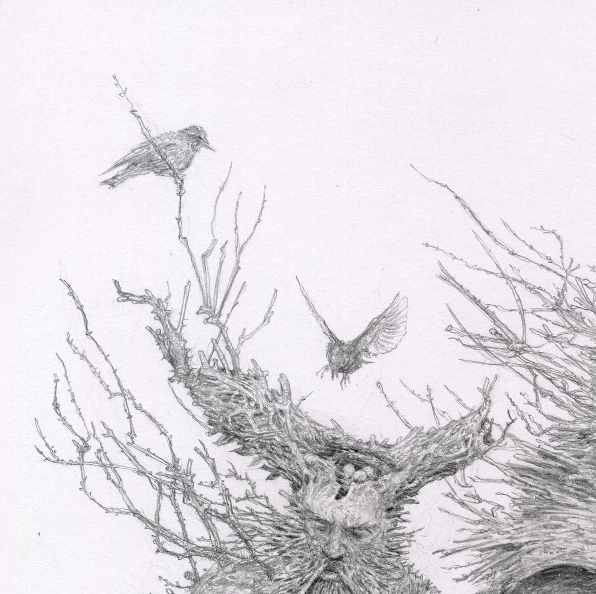 philmossart's tweet photo. Forest Knights - pencil on paper #treemen #knights #starlings #fantasyart https://t.co/YX9AbaYIP3