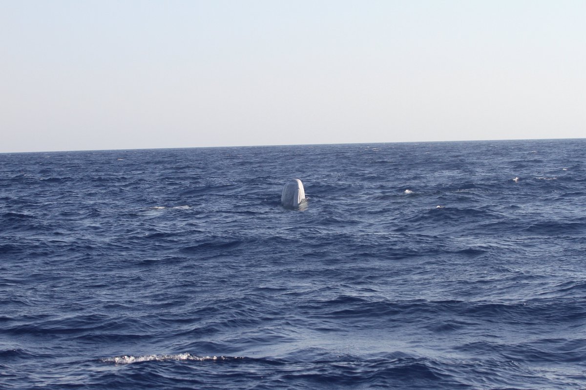 İlk videoda gördüğünüz yaşlı kaşalot, ekibimizin gözlemlediği en ilginç bireylerden biriydi. İleride tekrar gördüğümüzde onu tanımamızı kolaylaştıracak belirgin beyaz izlere sahipti. 
Merakla kafasını sudan çıkarıp bize baktığı anı yakaladığımız bir kare: