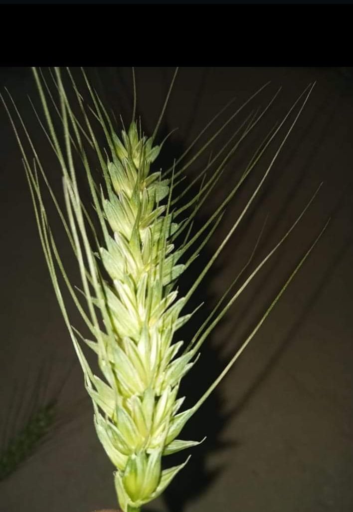 Mohsin04593756's tweet photo. بجائ 26اکتوبر بیج دلکش بہت ذیادہ مسئلہ ہے
#Wheat
#agriculture
#INDvENG #BabarAzam𓃵 #LondonFashionWeek2024 #wheat https://t.co/pnaYrta1Wv