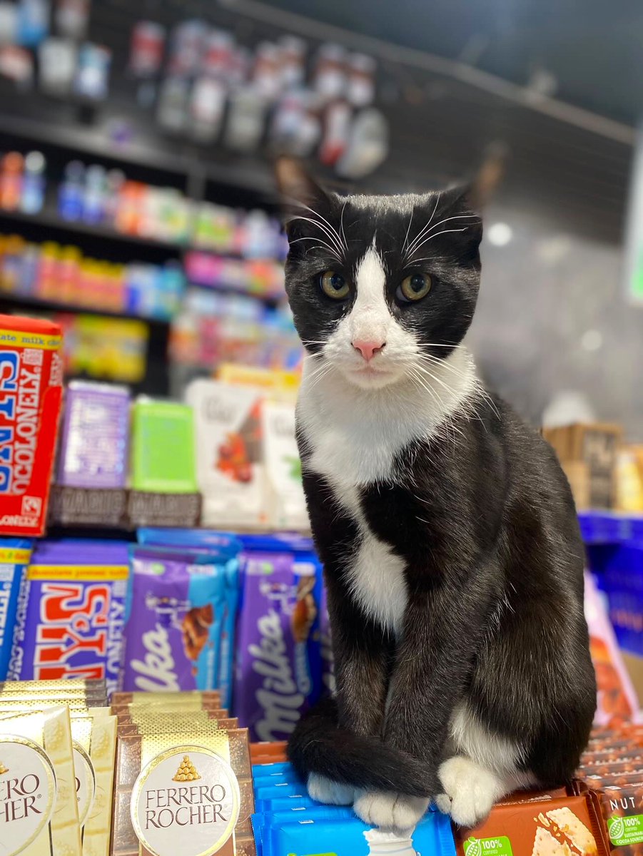 Bodegacats_'s tweet photo. https://t.co/I5xCIdvcfd
