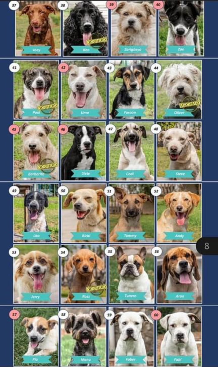 Carlos_Bruce's tweet photo. Si buscas un perro, adopta uno del albergue municipal de Surco, vacunado, desparasitado y en buen estado de salud. Envía un Whatsap al 947255176. https://t.co/riCuWOCKmG