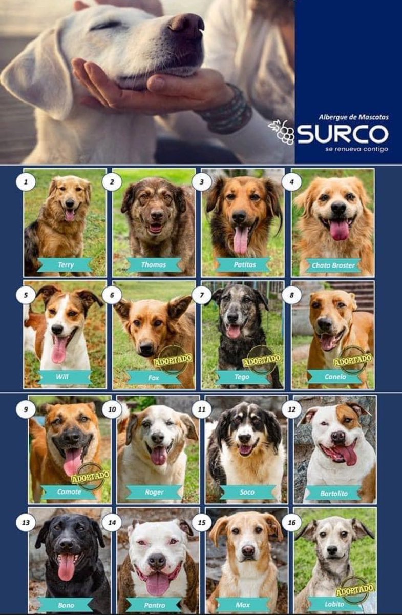 Carlos_Bruce's tweet photo. Si buscas un perro, adopta uno del albergue municipal de Surco, vacunado, desparasitado y en buen estado de salud. Envía un Whatsap al 947255176. https://t.co/riCuWOCKmG