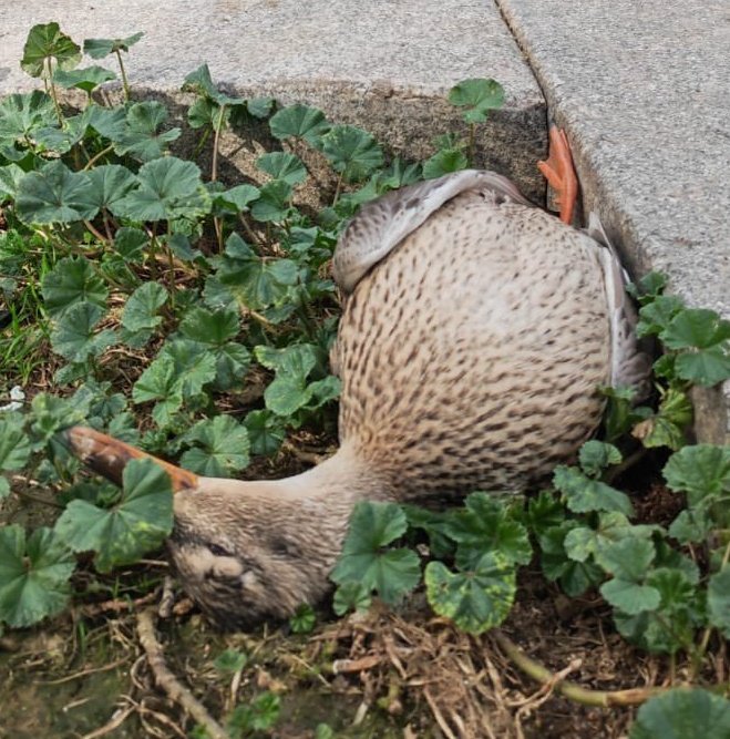 46.000 euros ha costado la banderita con olor a polvora de hoy, tan innecesaria como garrula, cruel y sinsentido.
Estas son las antípodas de gestionar una ciudad.
Esto no tiene nombre.