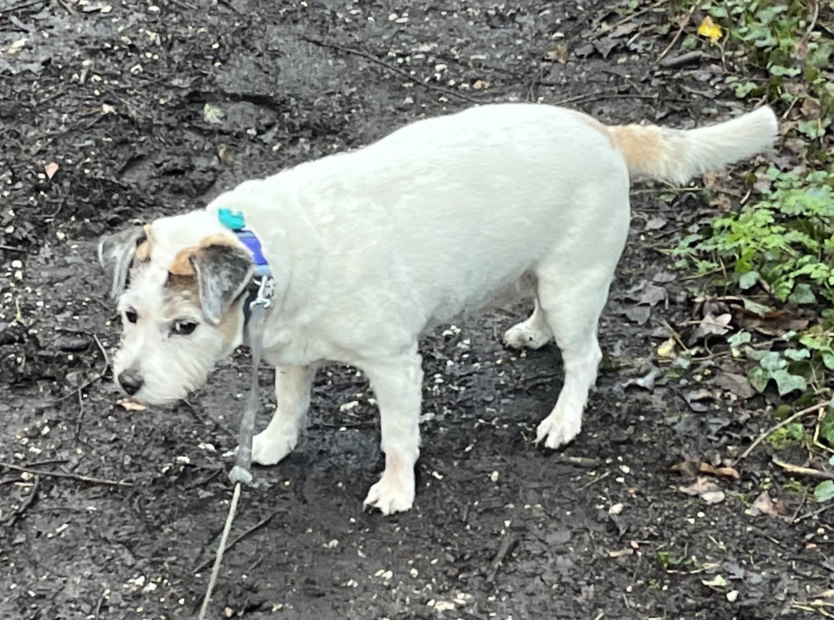 StevePritchard-Jones tweet media