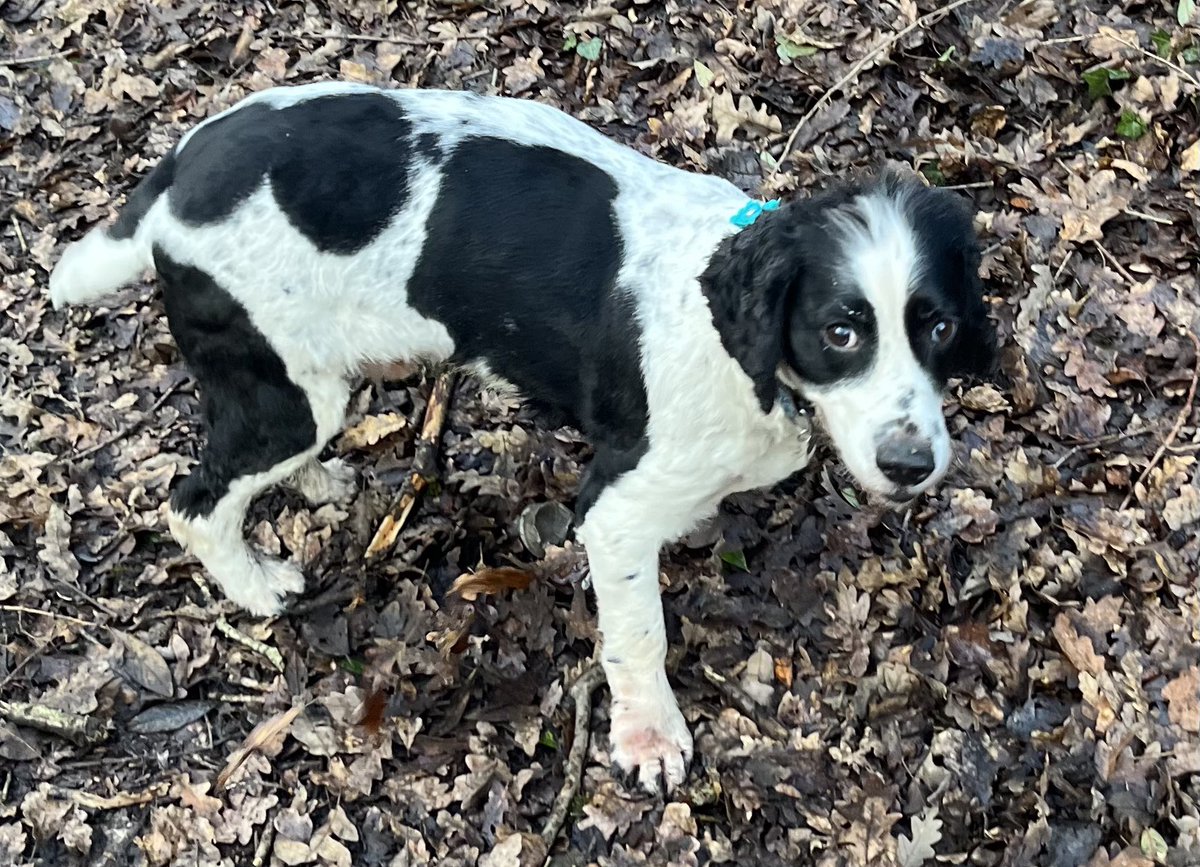 StevePritchard-Jones tweet media