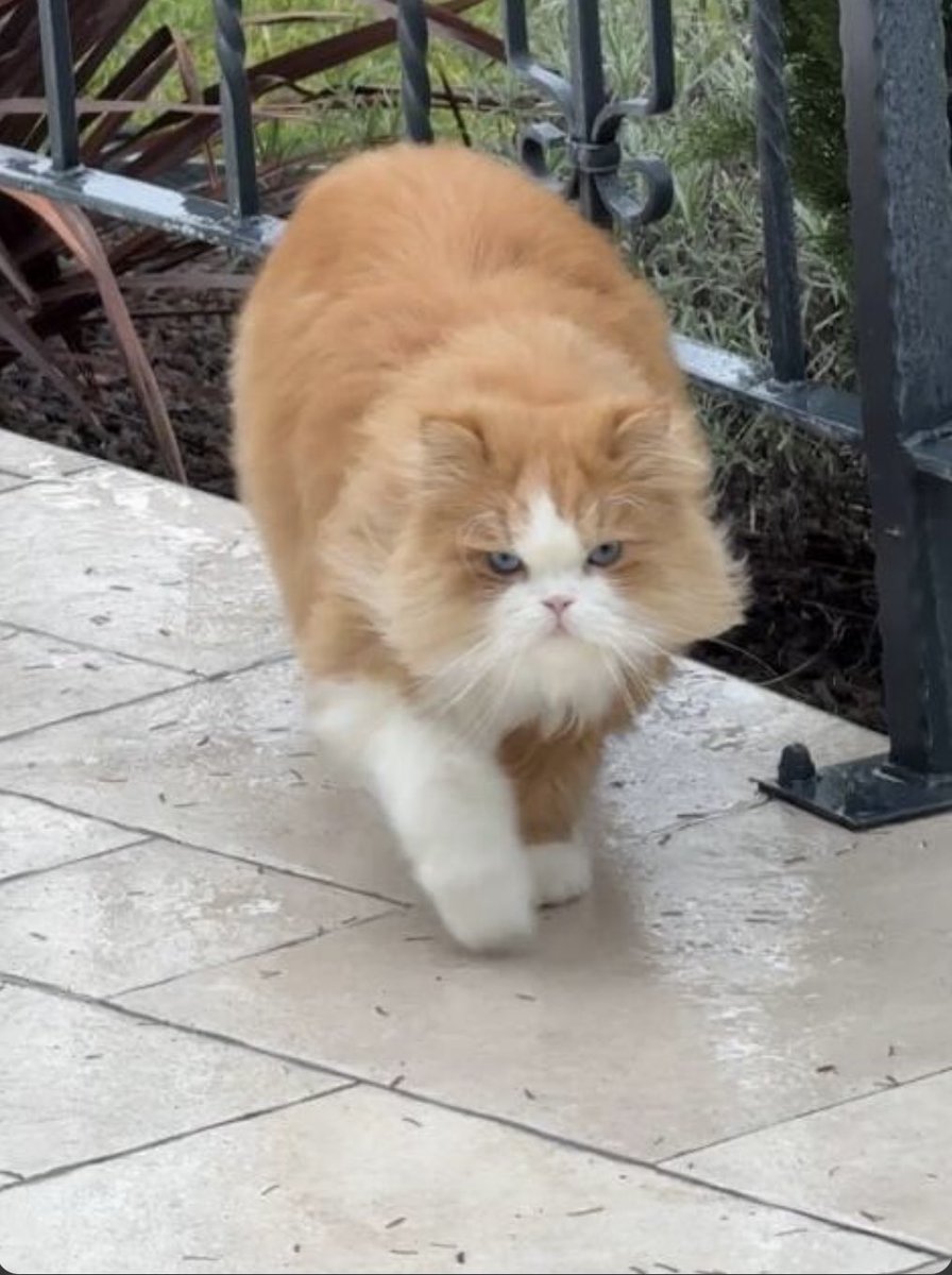 Mimi_TheStorm's tweet photo. Aoko 3 ans n'est pas rentré depuis jeudi 15 au soir. Il est pucé et perdu à Gournay (non de la rue du prieuré) Yeux bleus poils longs et une patte blanche. SVP, regardez dans vos garages et caves. Merci d'avance ! https://t.co/wK7t6vI4NZ