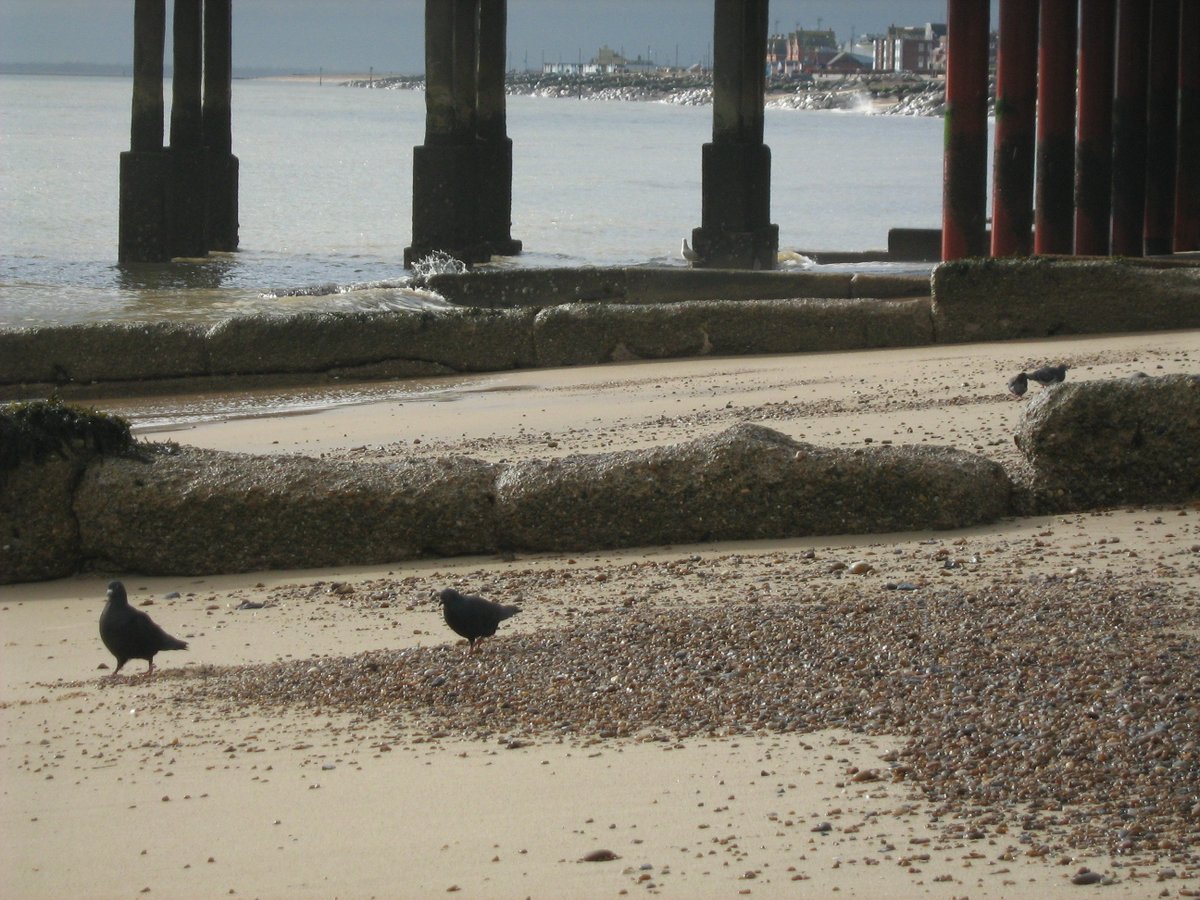 jonnyald's tweet photo. down at Felixstowe beach #oldpier #legs #groynes #seaweeds #limpet #armadillo #driftwood #31pounds #ebayshop #lifesgreat #suffolk #coast https://t.co/JJiSu5VsHw