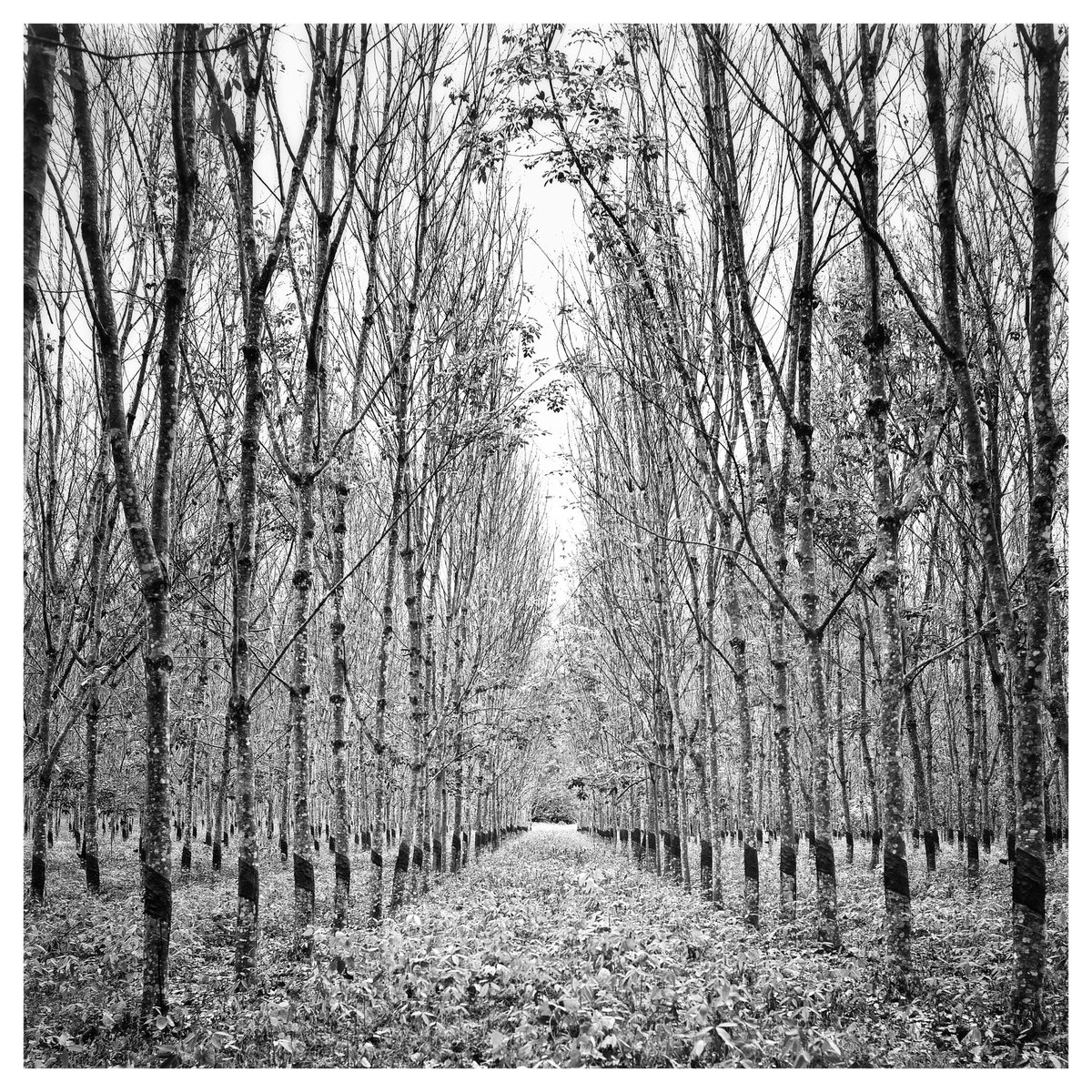 YSoppelsa's tweet photo. https://t.co/eQZIgtEQwH

#Africa  #leica #forest #travelphotography https://t.co/hGW8IX3Zp1