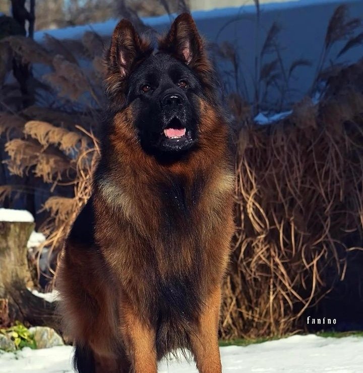 German Shepherd Community tweet media
