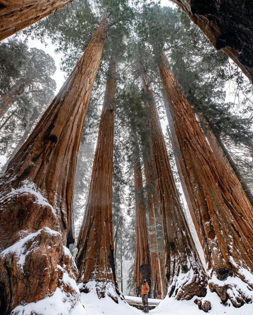 Time spent among the giants at @sequoiakingsnps in California gives us moments of awe. This dramatic landscape testifies to nature's size, beauty and diversity — huge mountains, rugged foothills, deep canyons, vast caverns and the world's largest trees.

Photo by Marc Bouldoukian