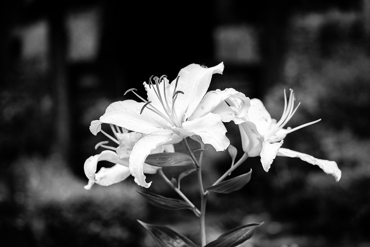 Jea_Pics's tweet photo. Cemetery Lily.
Its fragile beauty reflects life's transience and the eternal dance between light and shadows.
Cemetery Berlin (II. Sophien Cemetery). August 2023.
#berlinfotos #bnwmood #blackandwhite #humberlin #berlincity #berlintravel #berlinmitte https://t.co/bJLS0kUf58